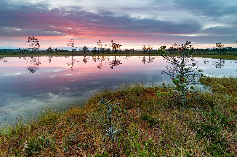 Рассвет на болоте.photo preview