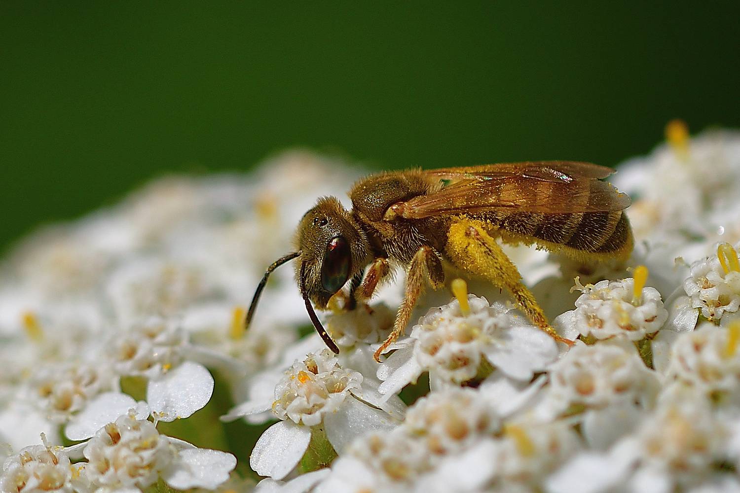 , Корнейчук Игорь