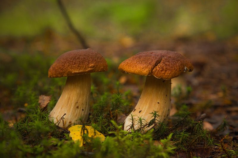 Парочкаphoto preview