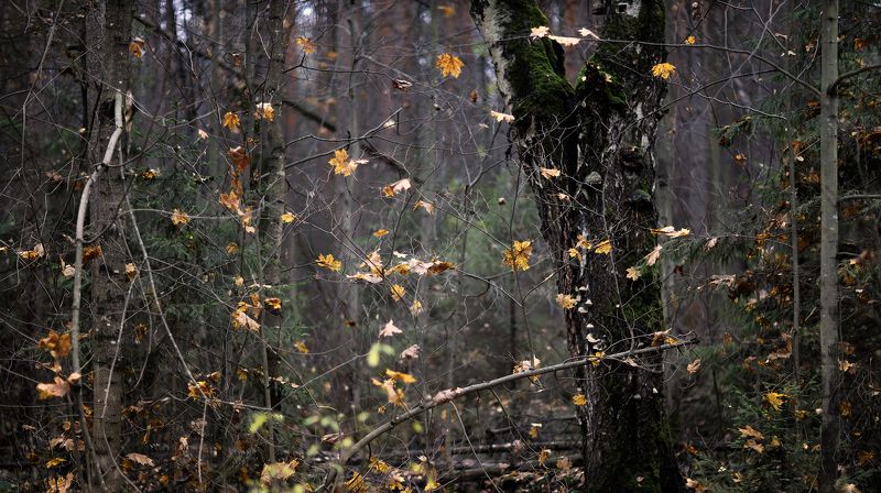 Осень в оконцеphoto preview