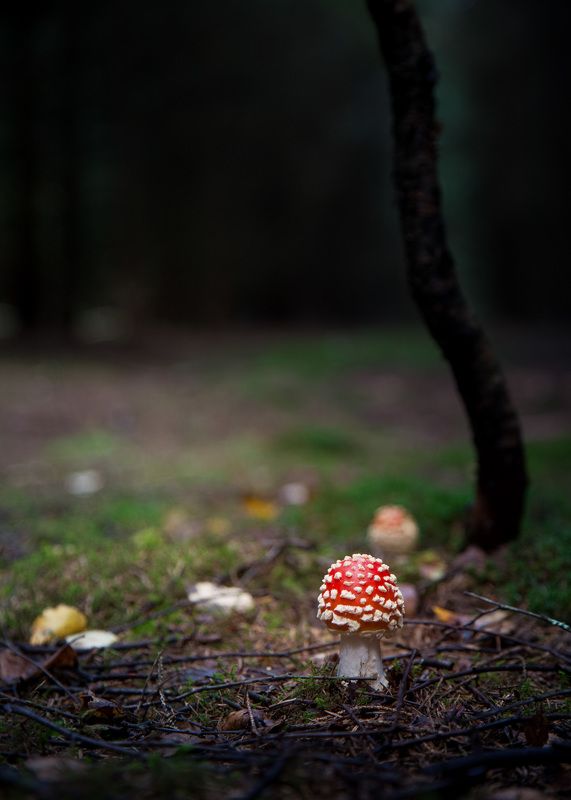 Муха и Моры 2023photo preview