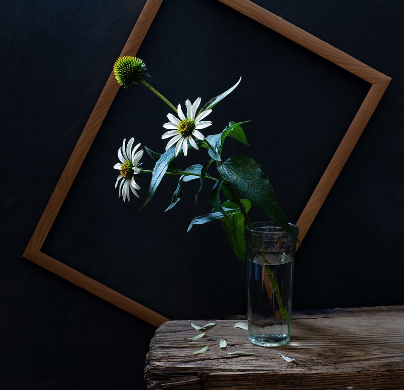 натюрморт, цветы, эхинацея С белой эхинацеейphoto preview