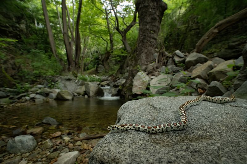 Леопардовый полоз (Zamenis situla)photo preview