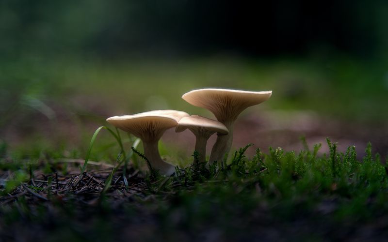 Грибыphoto preview