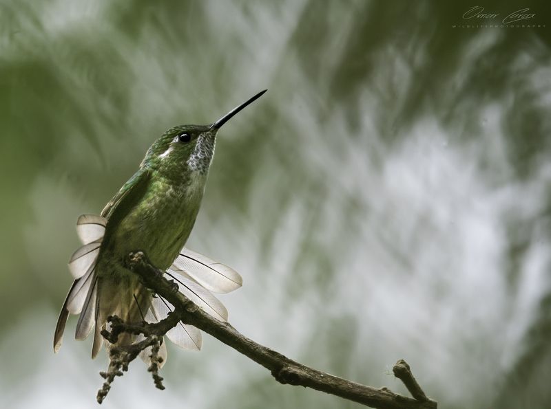 bow to the sunphoto preview