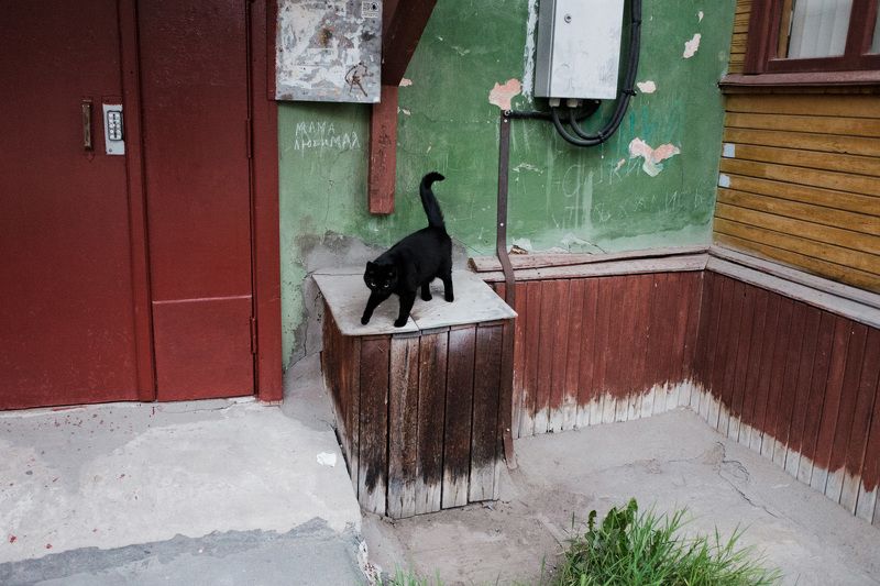 кот Некот IIphoto preview