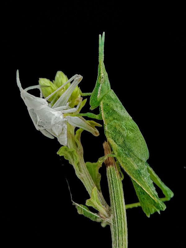 Grasshopper after molting photo preview