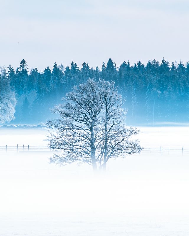 #visitestonia, #visitkõrvemaa, #kõrvemaa, #visitharju, #ilusadeestipaigad, #naturephotography, #nature_brilliance, #winterwonderland, #winter, #naturelovers, #naturegram, #beautifuldestinations, #beautifulnature, #wintervibes, #foggymorning, #foggyforest, ***photo preview