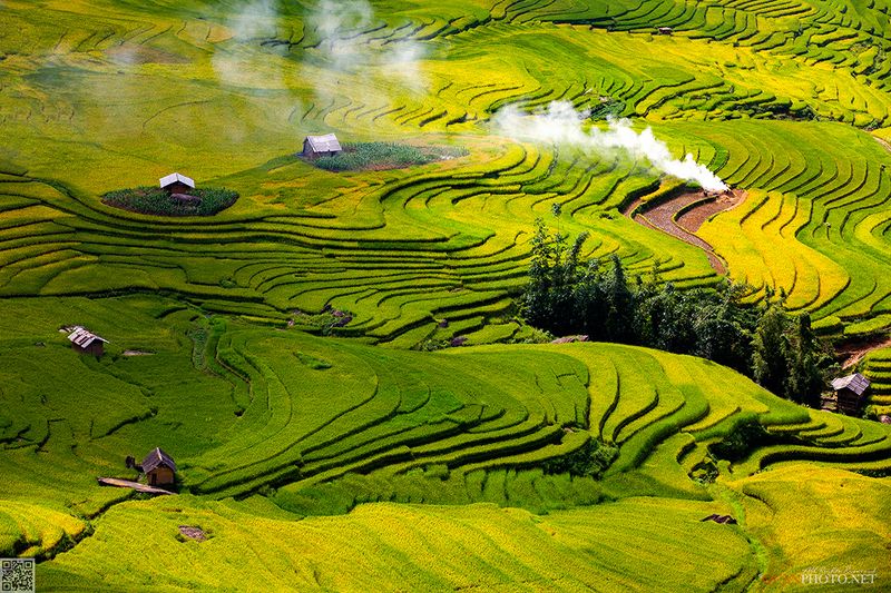 quanphoto, landscape, rice, terrace, golden, farmland, agriculture, culture, harvest, rural, highland, plateau, vietnam Highlands Rice Terracesphoto preview