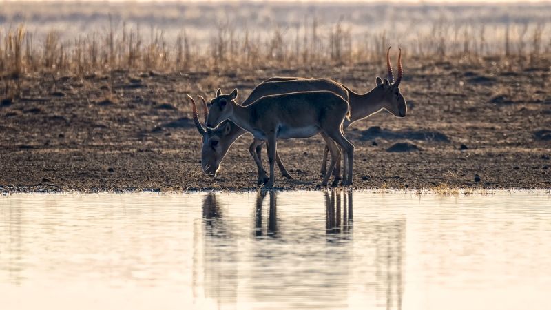 сайгаки,утро Сайгаки. Три в одном.photo preview