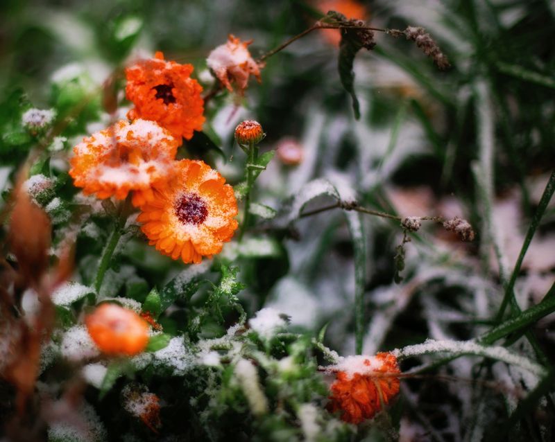 снег...photo preview