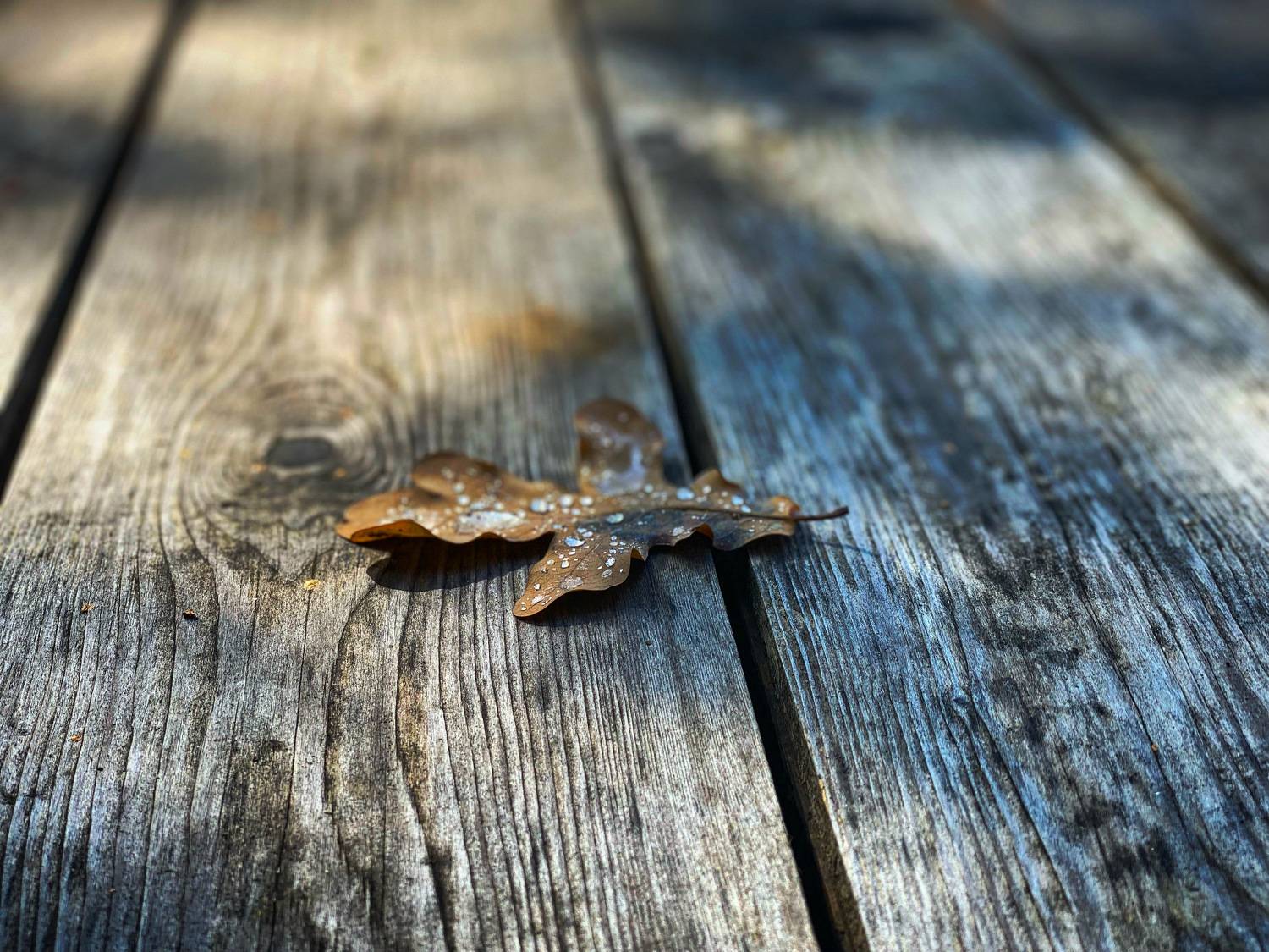 осень, лист, капли, дерево, Павел