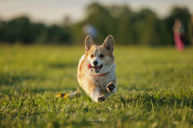 Курсингphoto preview