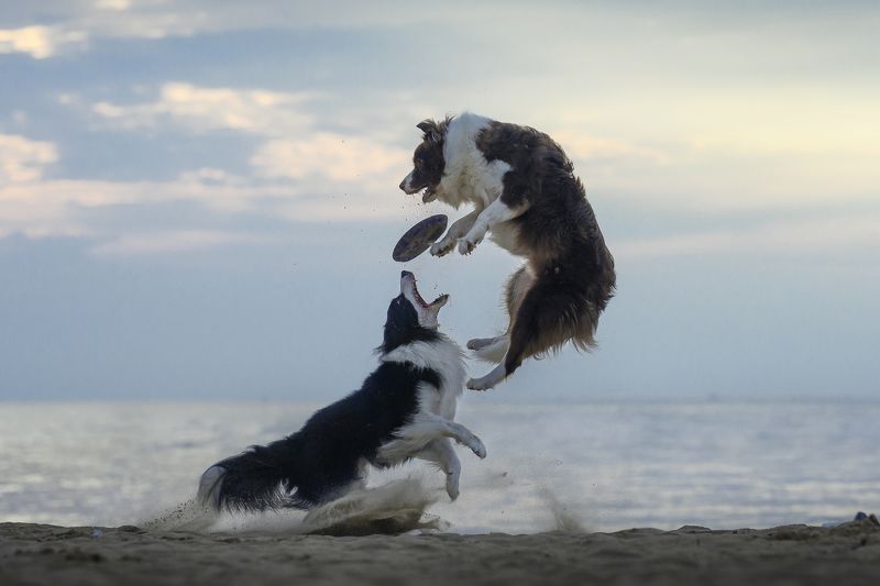 狗 萌宠 宠物 dog pet gongfuphoto preview