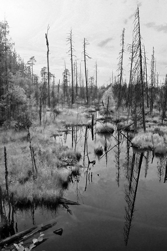 карелия, болото. Мёртвые души.photo preview