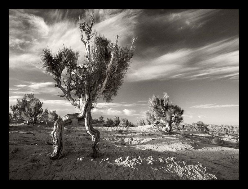 монголия, саксаулы, рассвет пробуждение Великана Саксаула на рассвете пятой ночи эзотерических странствийphoto preview