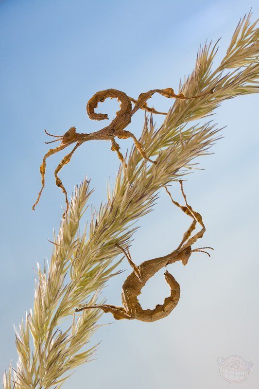 палочник, макро, extatosoma tiaratum, личинка Одна целая и одна втораяphoto preview