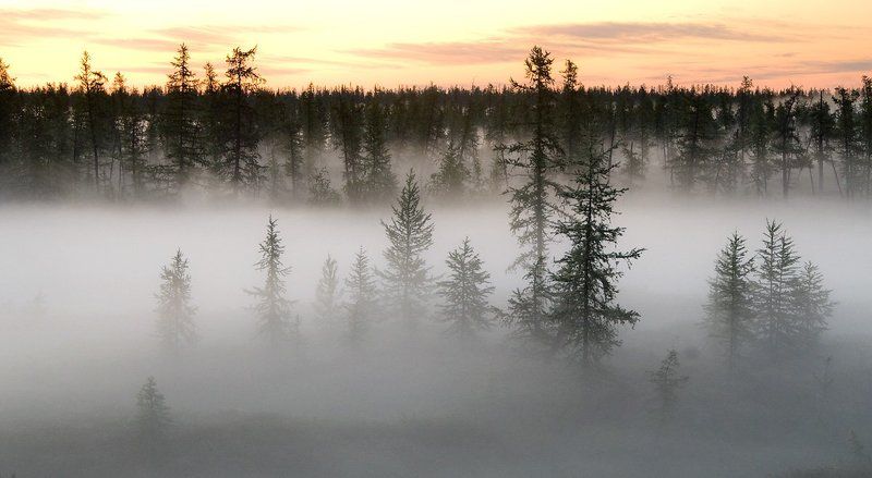 север, природа, туман, утро , пейзаж, Утро туманное#2photo preview