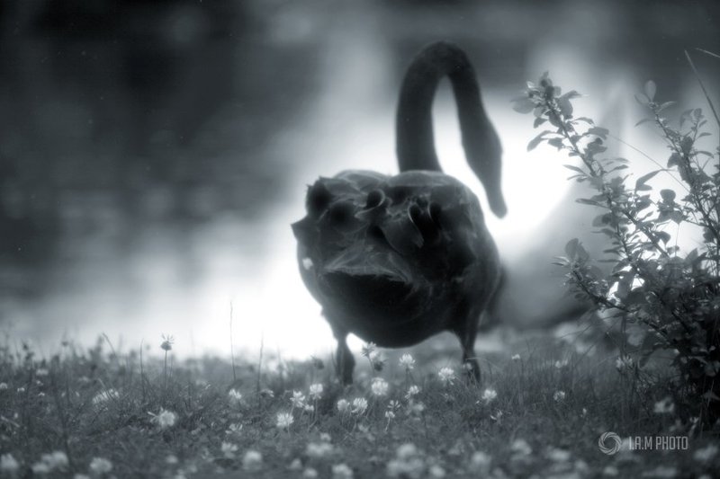 лебедь, чб Гадкий.photo preview