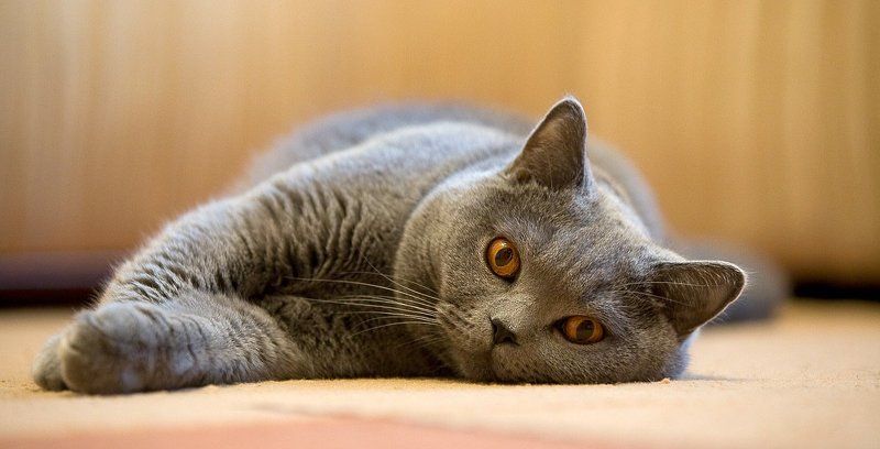 tipical Britishphoto preview