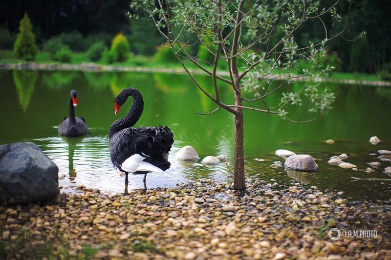 лебедь, озеро Лебединое озероphoto preview