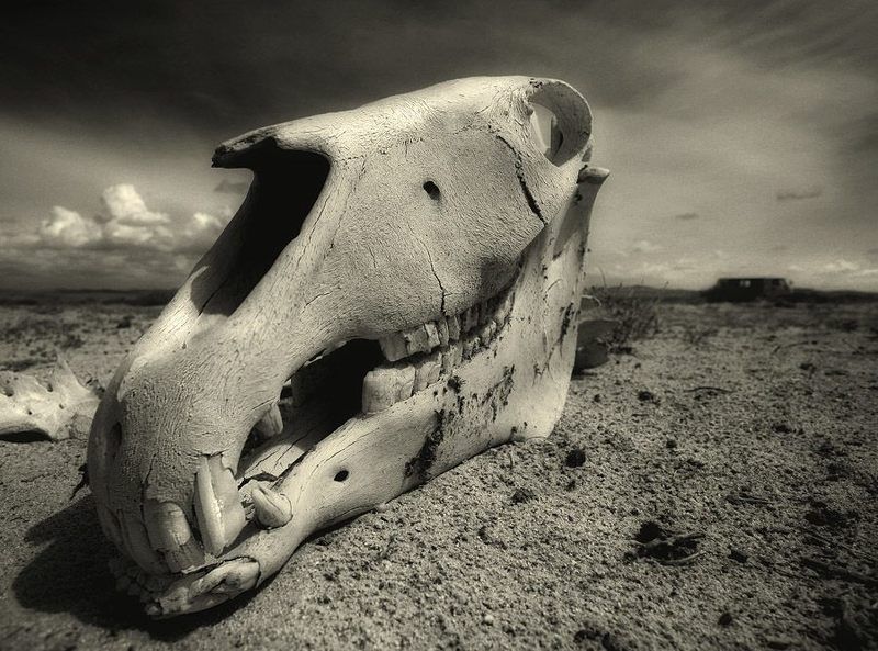 остов, череп, лошадь бывшая nature mortephoto preview