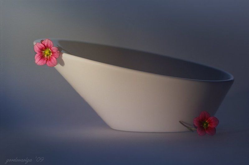 фото, камнеломка, цветы, натюрморт два голоса среди молчания... фото превью