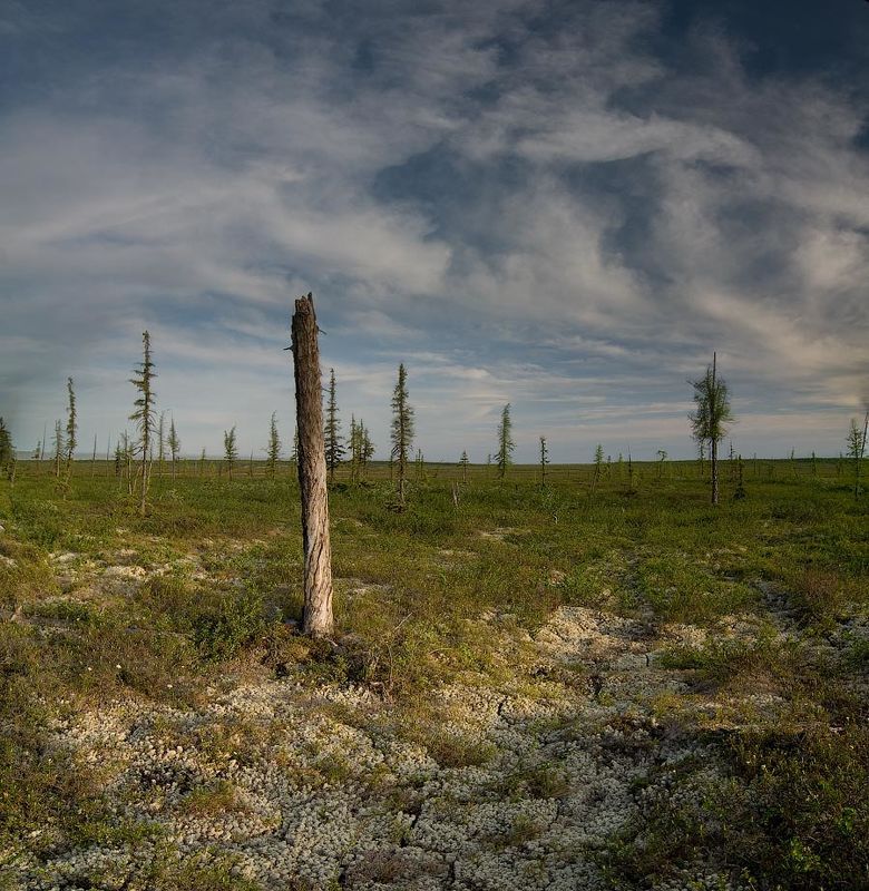 Тундраphoto preview