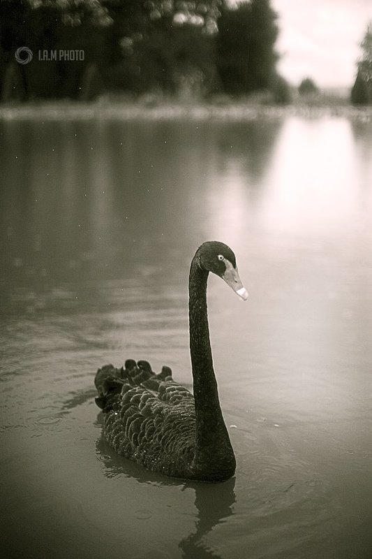 лебедь, озеро Царская птицаphoto preview