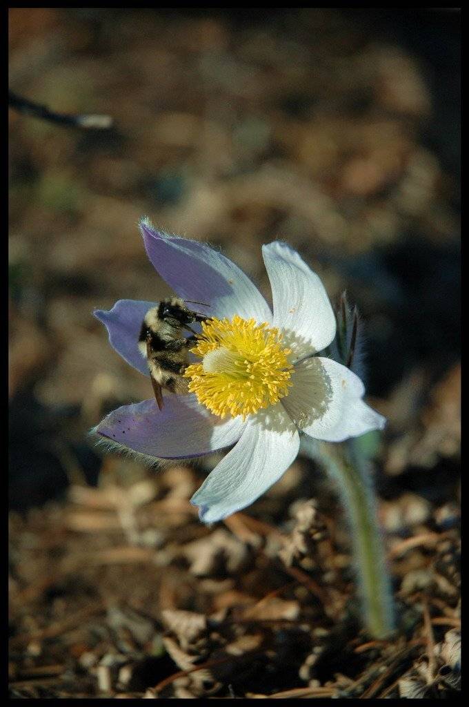 Забайкальский подснежник.... Автор: Дмитрий Г. подснежник, цветок, чита, забайкалье, Дмитрий Г.