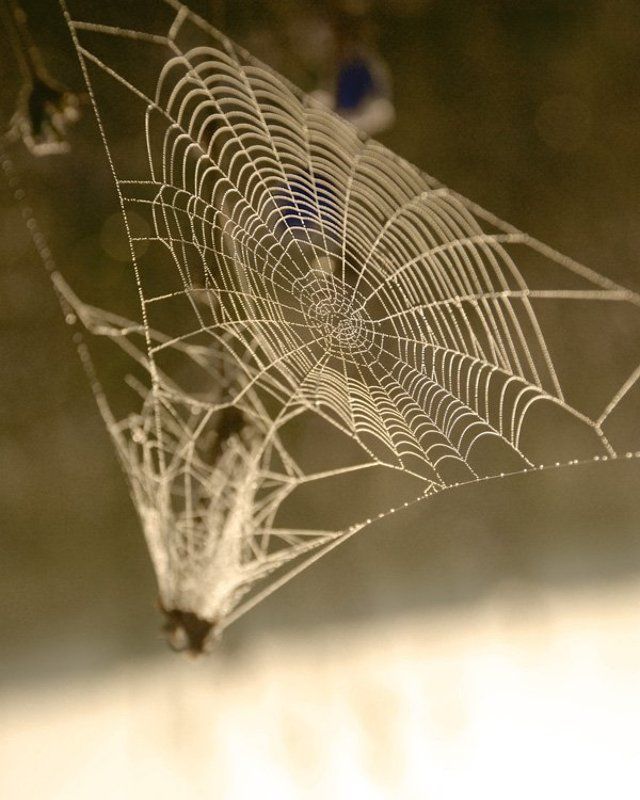 паутина, утро Как в жизни...photo preview