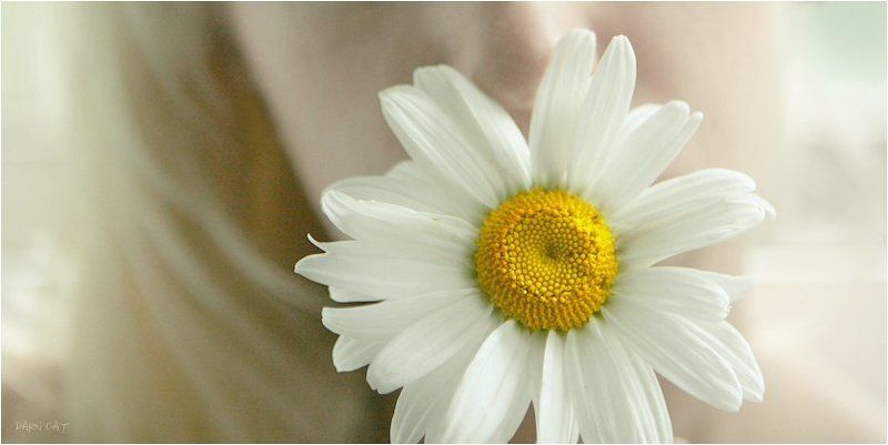 автопортрет, девушка, ромашка, настроение, молчание Silence фото превью