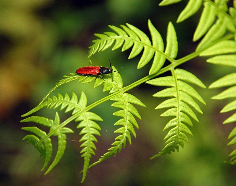 lady in redphoto preview