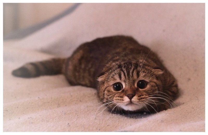 Охотницаphoto preview