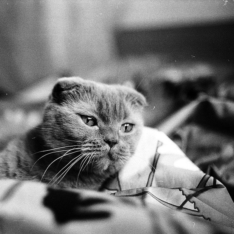 кошка, kodak, дом Портрет кошкиphoto preview