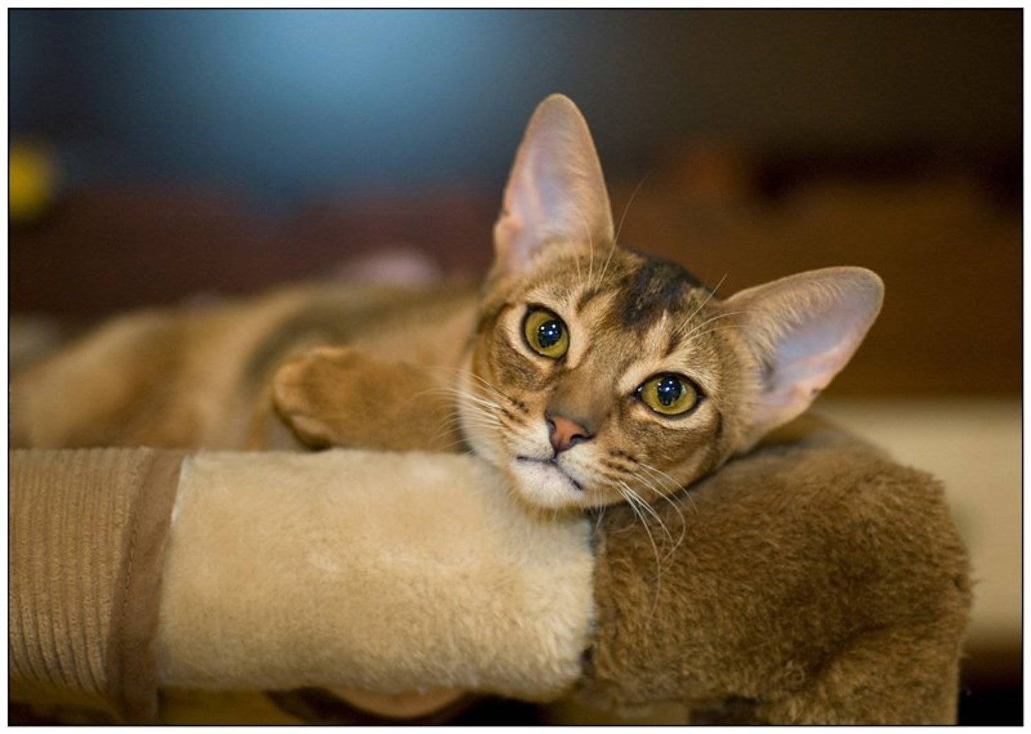 кошка, Иван Исаев