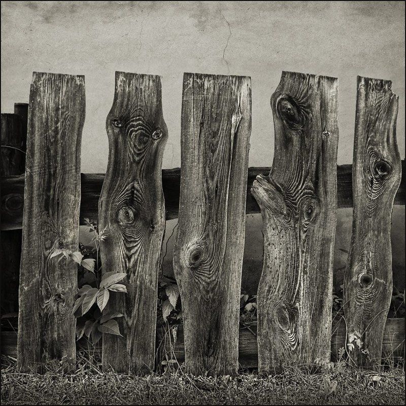 из жизни забора фото превью