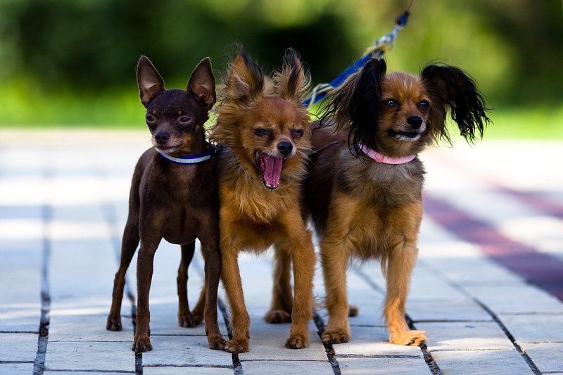 животные, собаки Три богатыря!photo preview