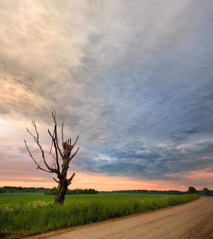 Древоphoto preview