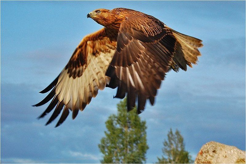 птица, хищник, канюк, полет В полет!photo preview