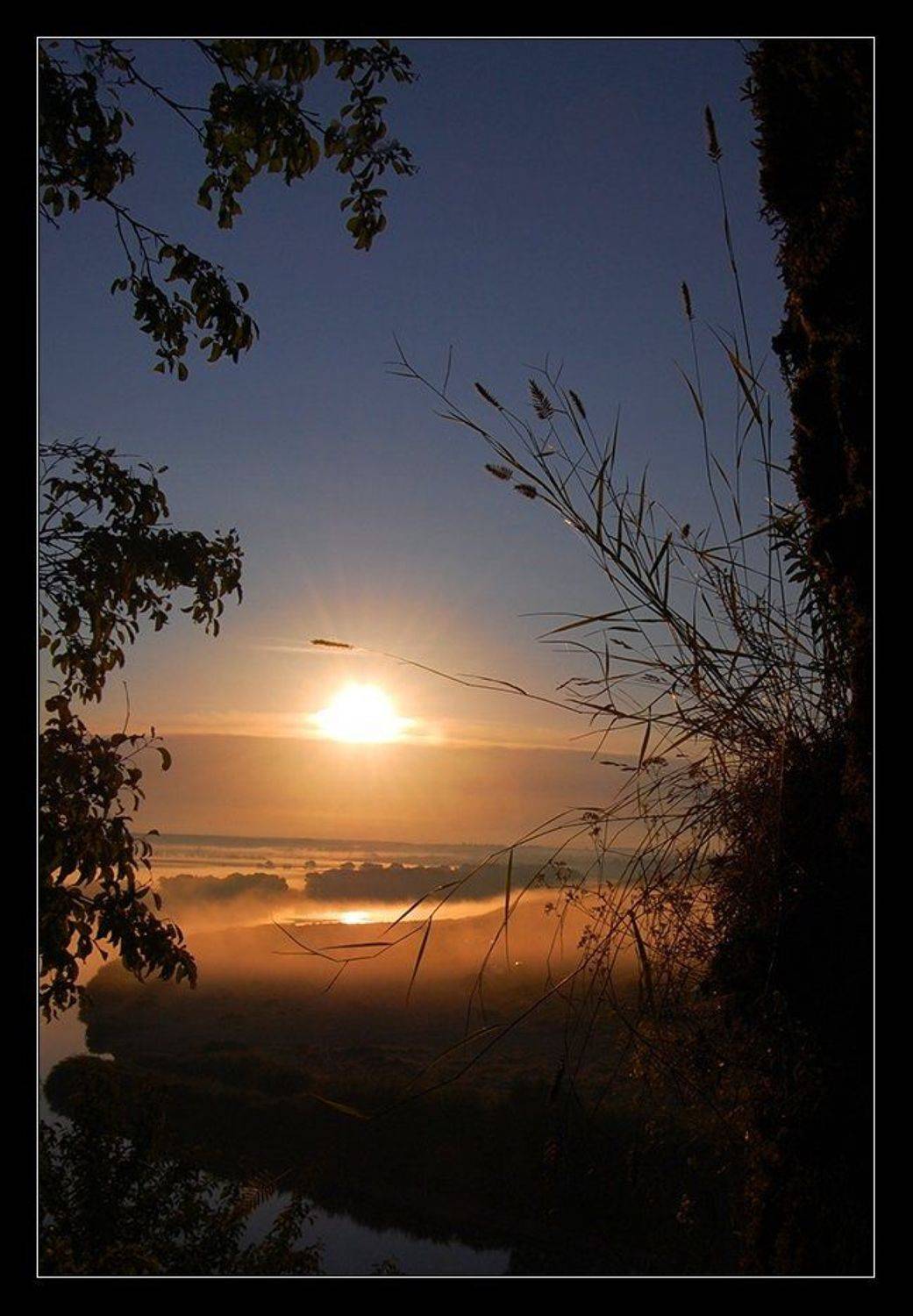 туман, река, утро, колосок, восход, небо, Срибный Евгений