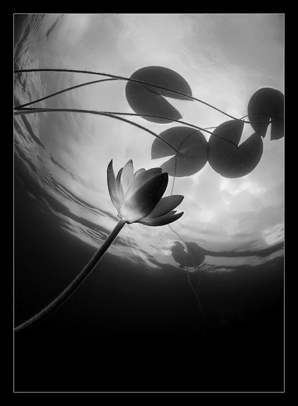 лилии, кувшинки Есть в графском парке черный пруд, Там лилии цветут...photo preview