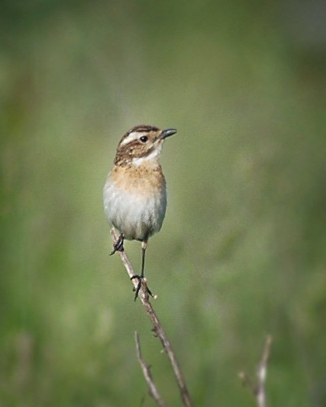 Дефилеphoto preview