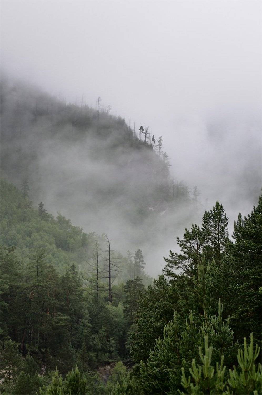 молоко. Автор: Kaiser Sozo байкал, тункинская долина, саяны, пос. аршан, 2009, туман, горы, Kaiser Sozo