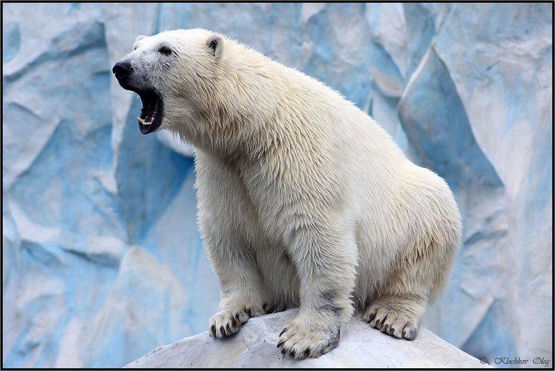 ЕДИНОРОССphoto preview