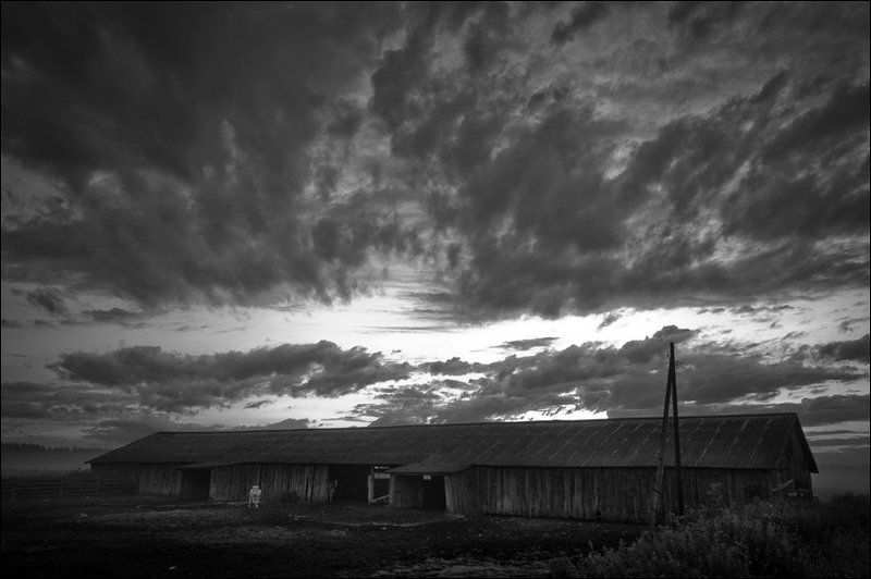 Летняя утренняя чб картинка с белой коровой у ферму в Скомороховоphoto preview