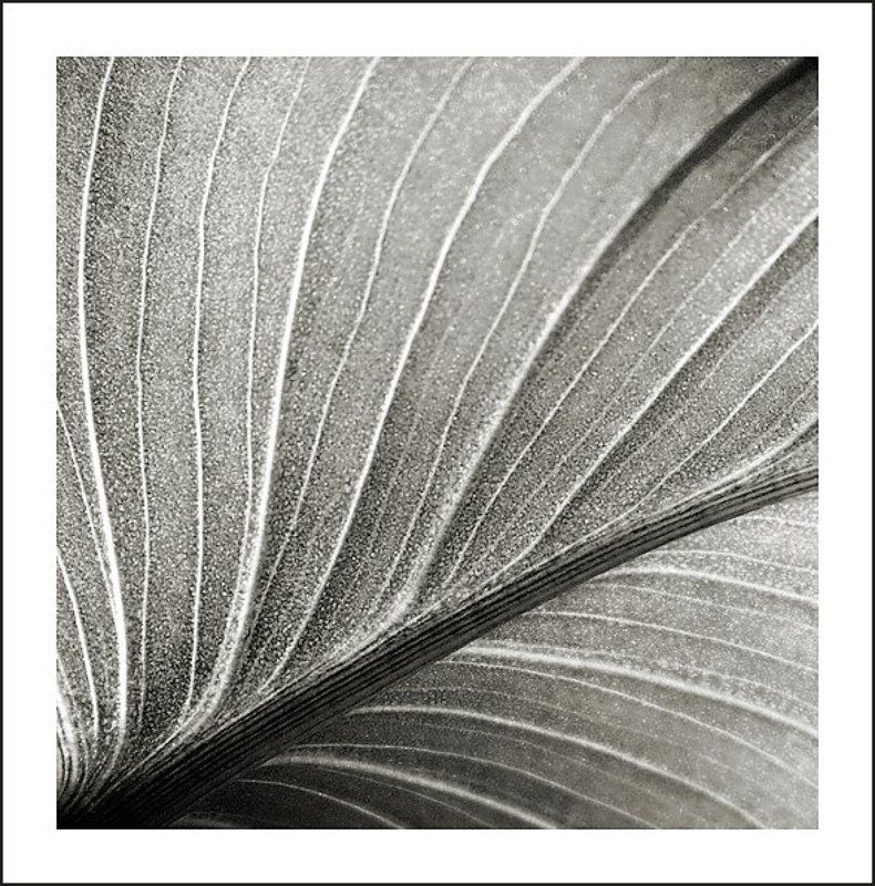 2009, июль, графика *******photo preview