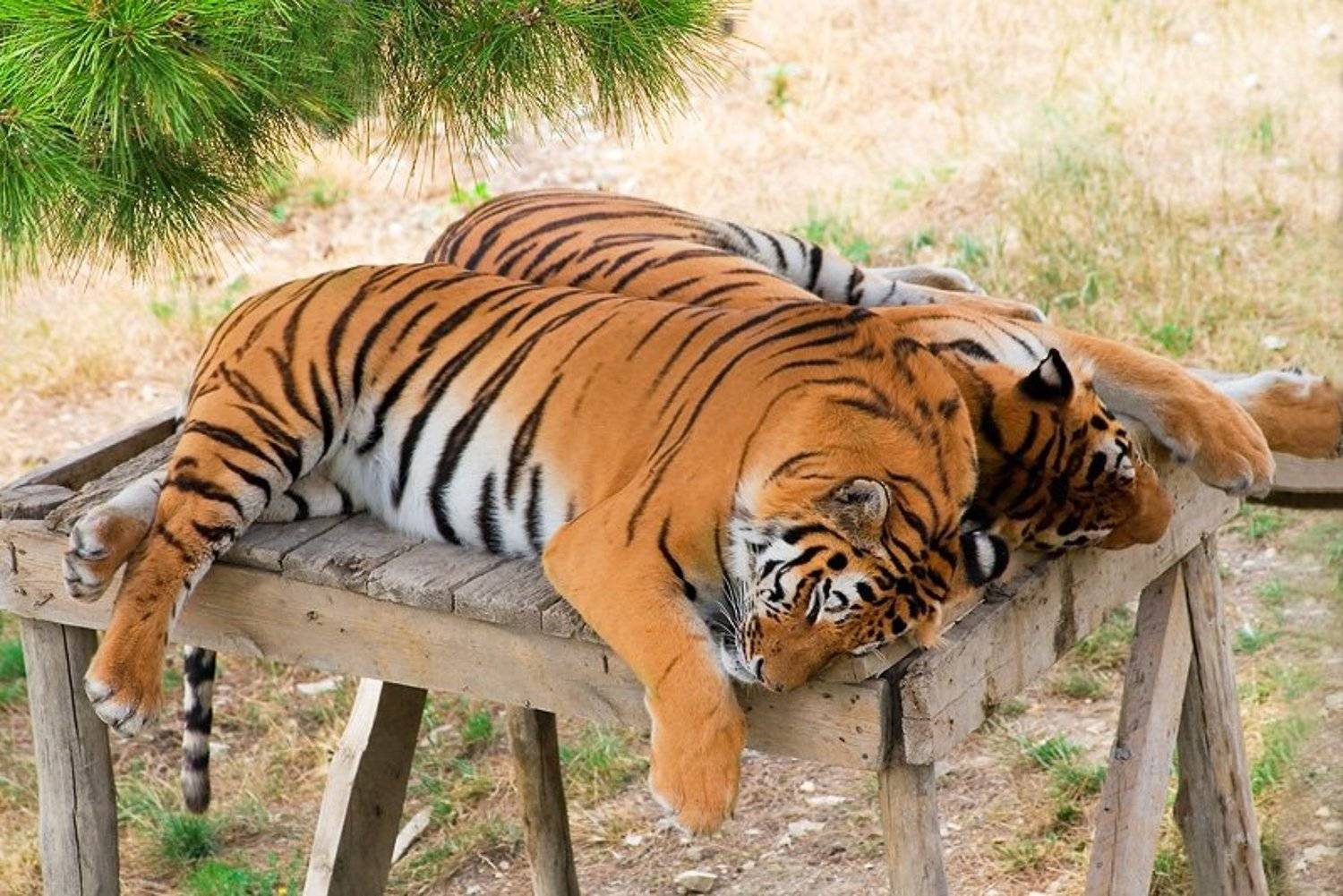 Тихий час. Автор: Алексей Баяндин тигры, Алексей Баяндин