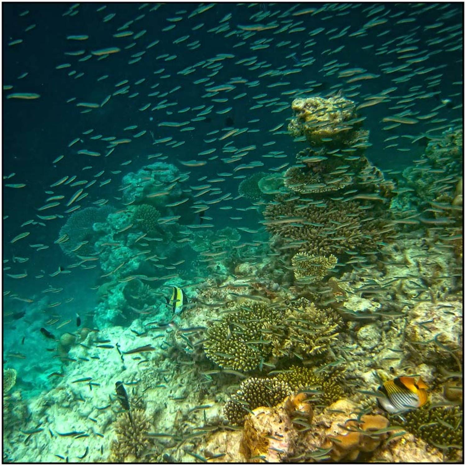 , Сергей Милицкий