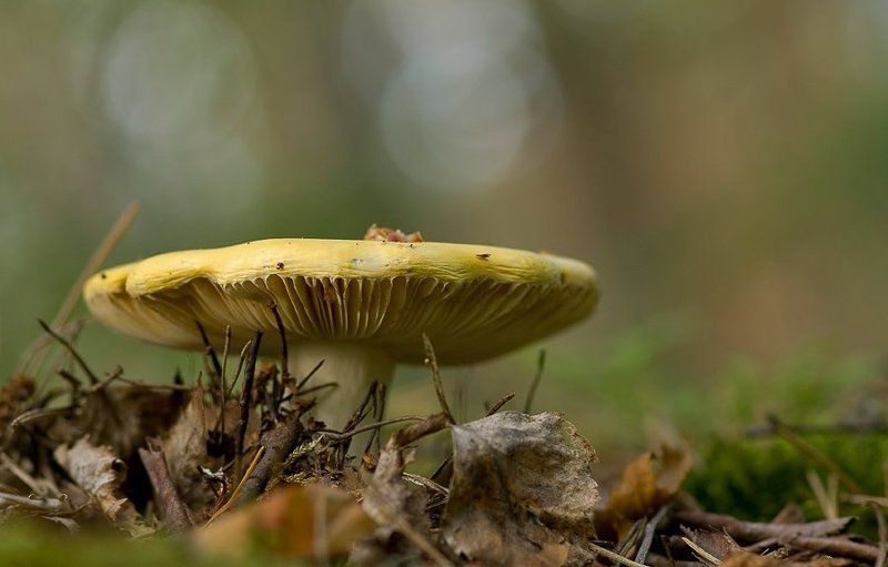 гриб, сыроежка Сыроежка...photo preview